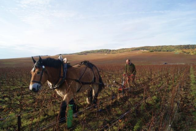 champagne_marguet_horse