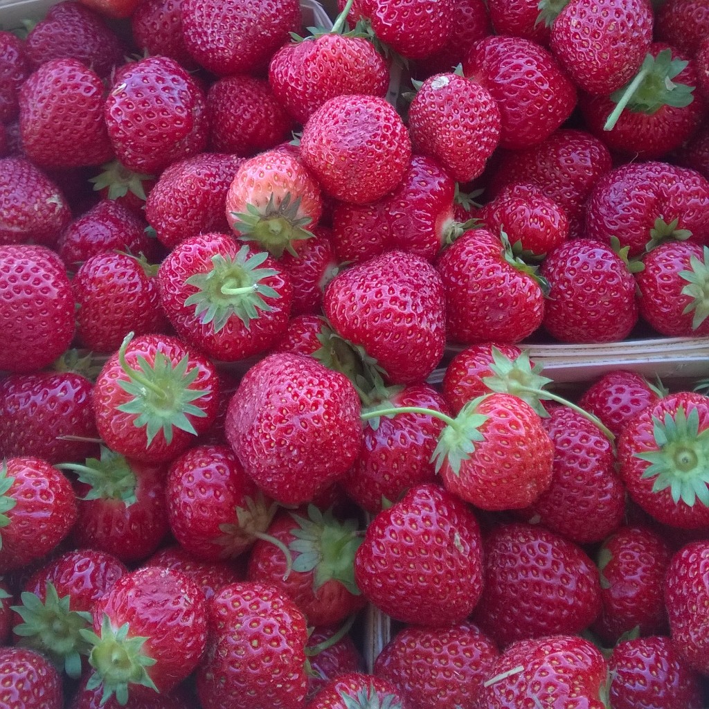 Rosedale Strawberries